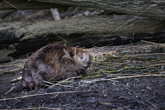 Europese bever (Castor fiber)