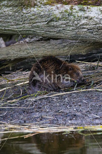 Europese bever (Castor fiber)