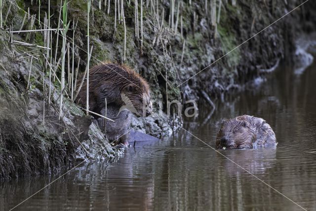 Europese bever (Castor fiber)