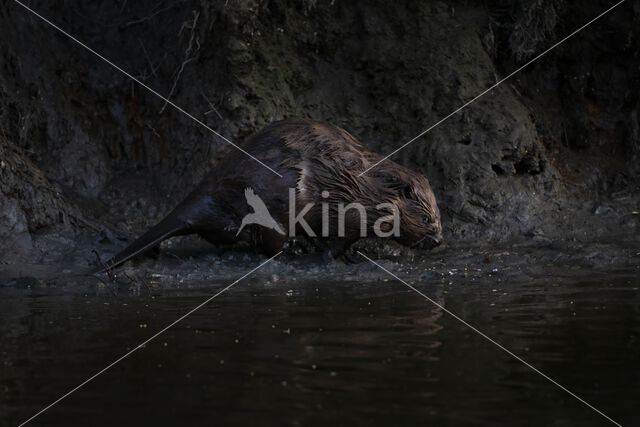 Europese bever (Castor fiber)