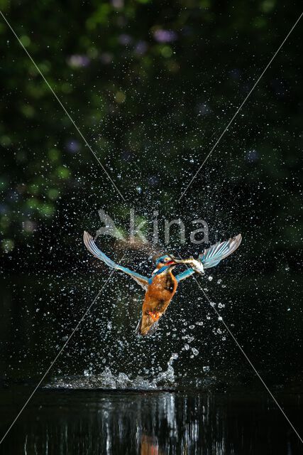 IJsvogel (Alcedo atthis)