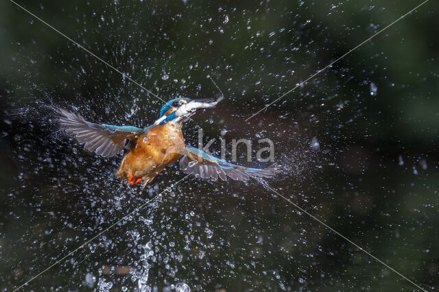 IJsvogel (Alcedo atthis)