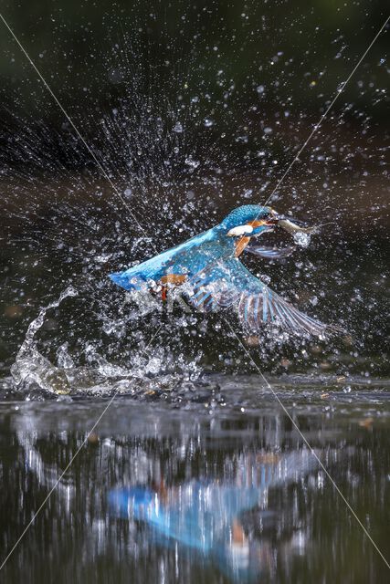 IJsvogel (Alcedo atthis)