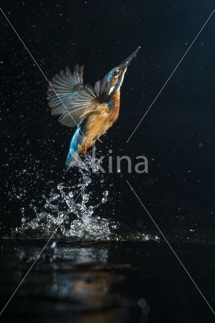 IJsvogel (Alcedo atthis)