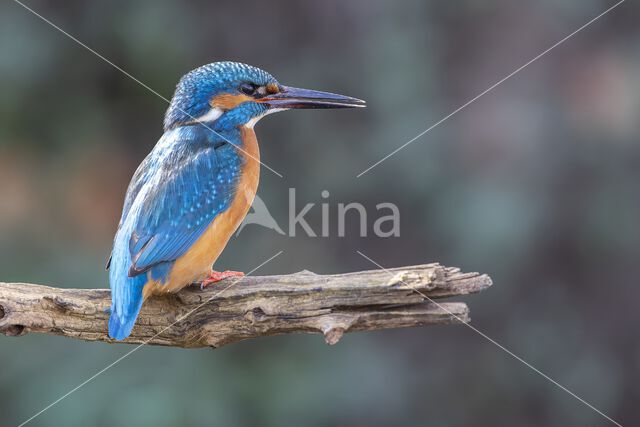 IJsvogel (Alcedo atthis)