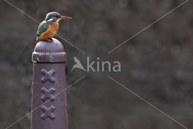 IJsvogel (Alcedo atthis)