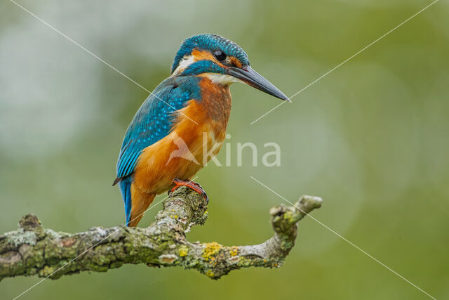 IJsvogel (Alcedo atthis)