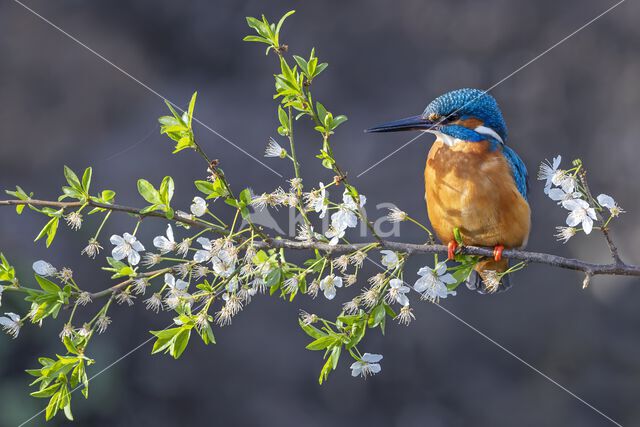 IJsvogel (Alcedo atthis)