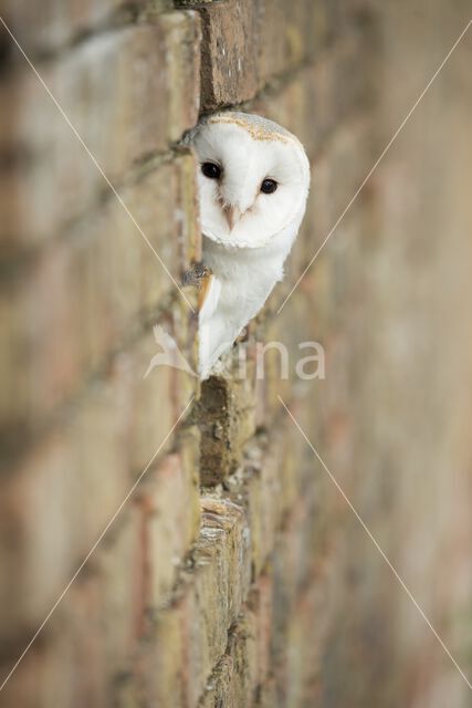 Kerkuil (Tyto alba)