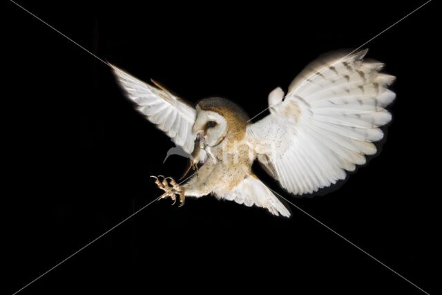 Kerkuil (Tyto alba)