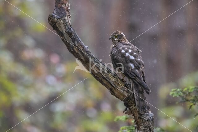 Sperwer (Accipiter nisus)