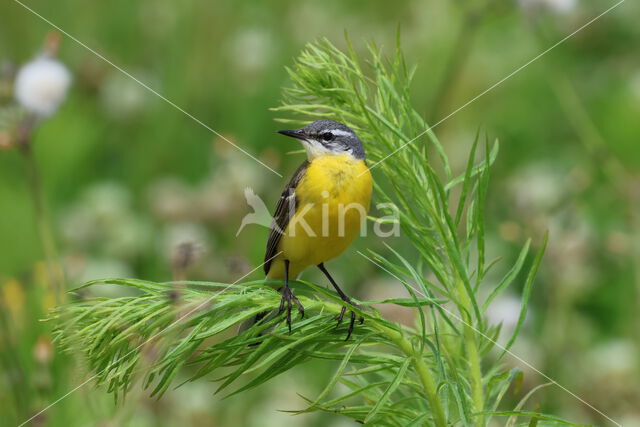 Gele Kwikstaart (Motacilla flava)