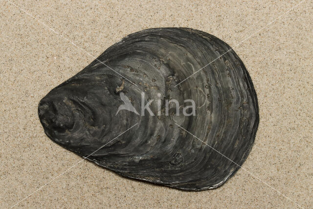 Common Oyster (Ostrea edulis)