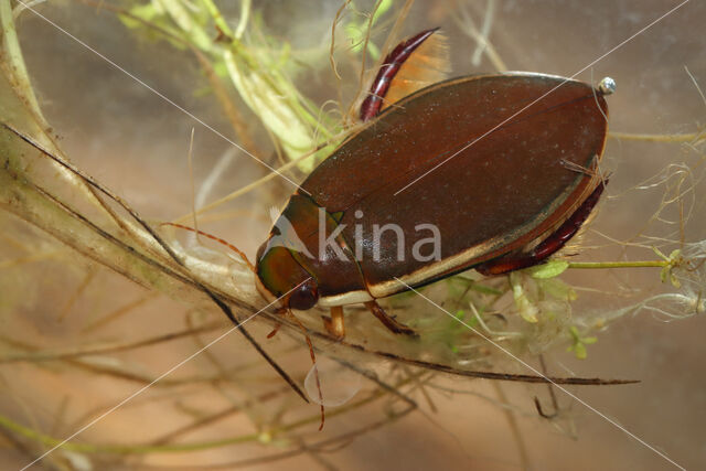 Water Beetle (Cybister lateralimarginalis)