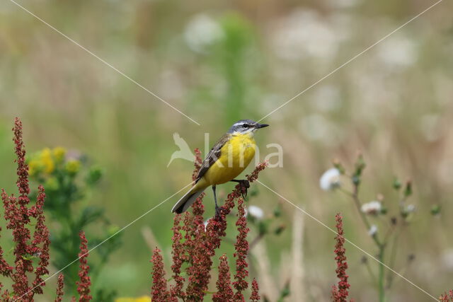 Gele Kwikstaart (Motacilla flava)