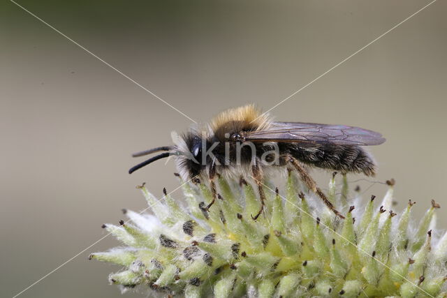 mining bee (Andrena praecox)