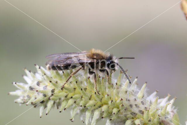 mining bee (Andrena praecox)