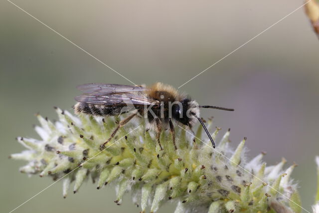 Vroege zandbij (Andrena praecox)