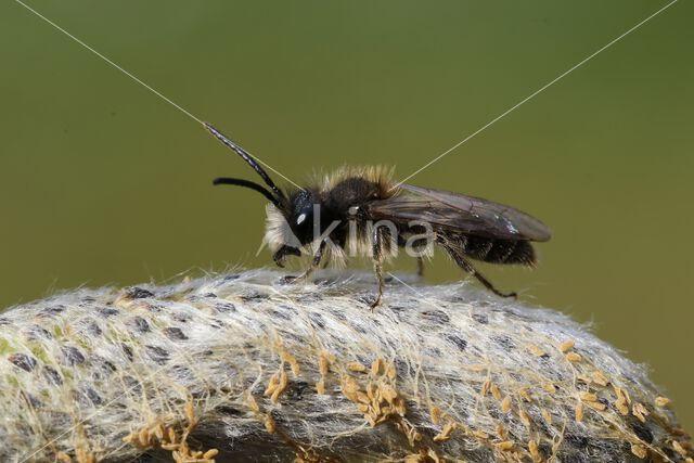 Vroege zandbij (Andrena praecox)