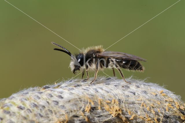 Vroege zandbij (Andrena praecox)