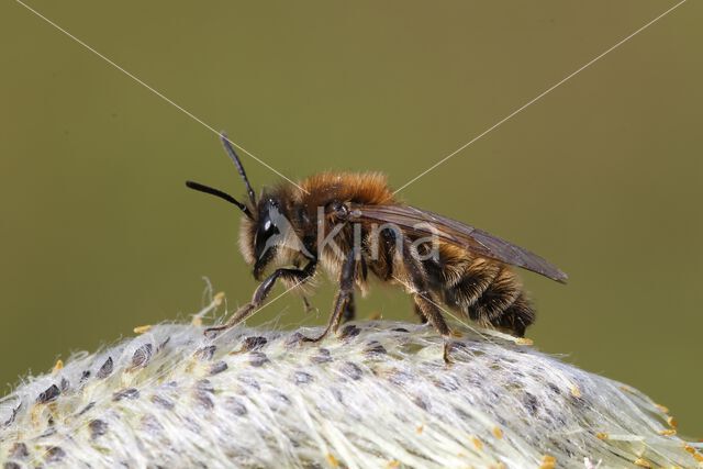 mining bee (Andrena praecox)