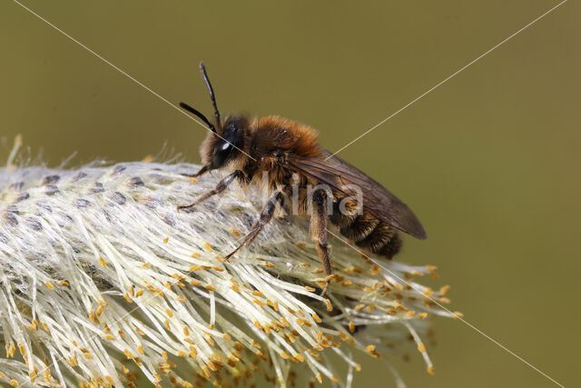 mining bee (Andrena praecox)