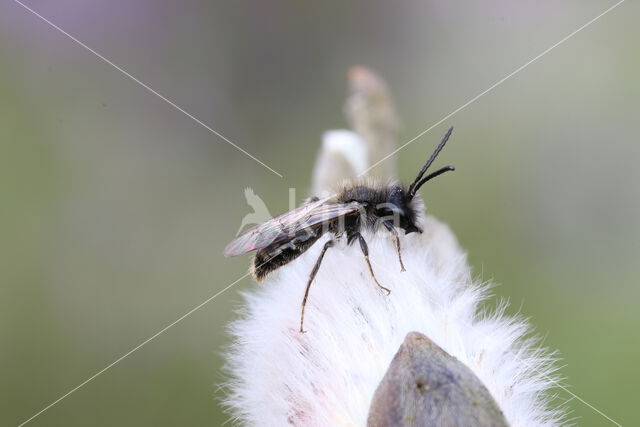 mining bee (Andrena praecox)