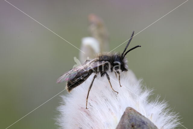 mining bee (Andrena praecox)