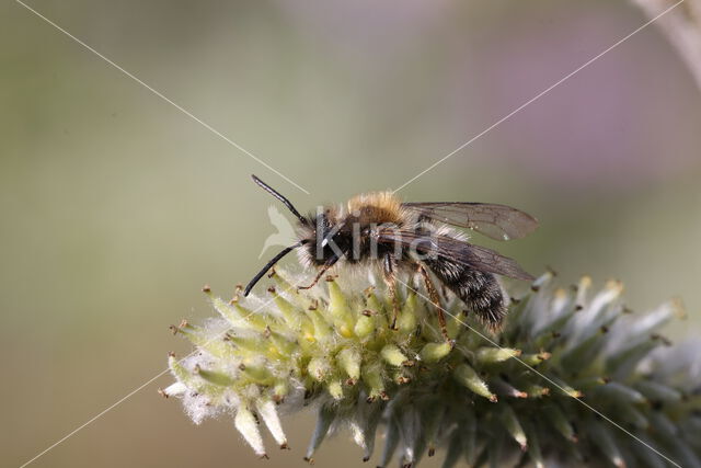 mining bee (Andrena praecox)