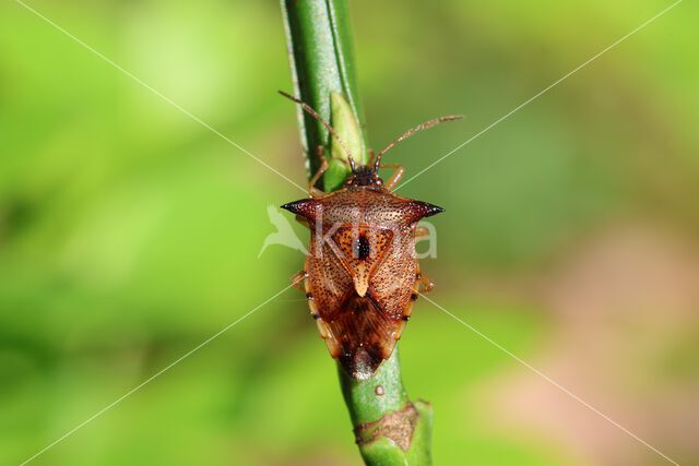 bosbeskielwants (elasmucha ferrugata)