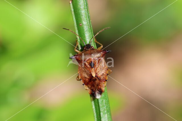 bosbeskielwants (elasmucha ferrugata)