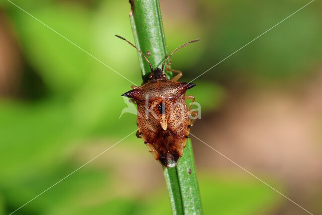 bosbeskielwants (elasmucha ferrugata)