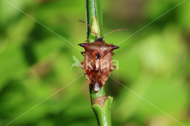 elasmucha ferrugata