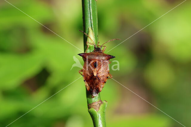 elasmucha ferrugata