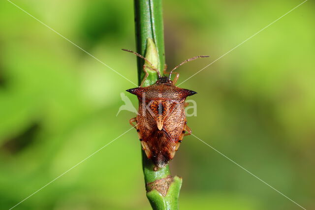 bosbeskielwants (elasmucha ferrugata)