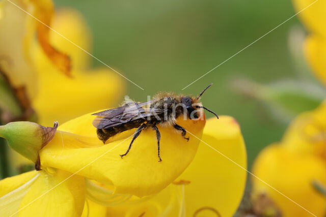 Bremzandbij (Andrena ovatula)