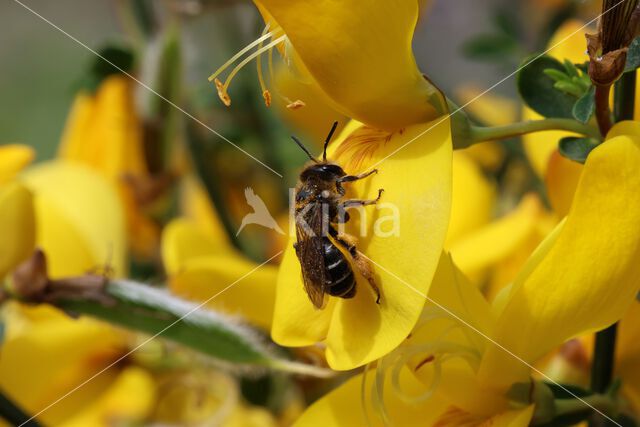 Andrena ovatula