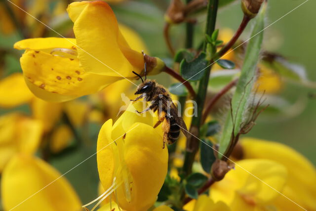 Bremzandbij (Andrena ovatula)