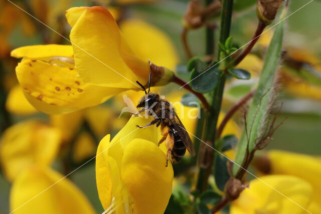 Andrena ovatula