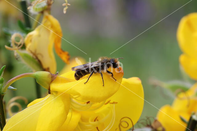 Andrena ovatula