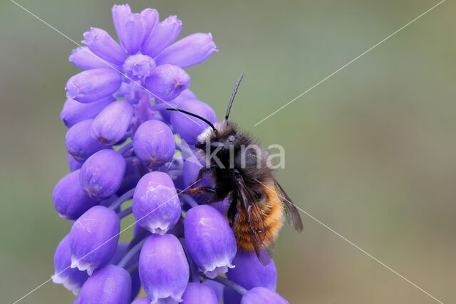 Osmia cornuta