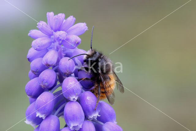 Gehoornde metselbij (Osmia cornuta)