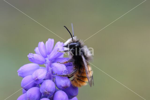 Gehoornde metselbij (Osmia cornuta)