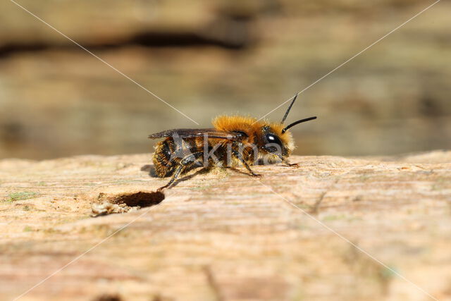 kauwende/zwartbronzen houtmetselbij (osmia leaiana)