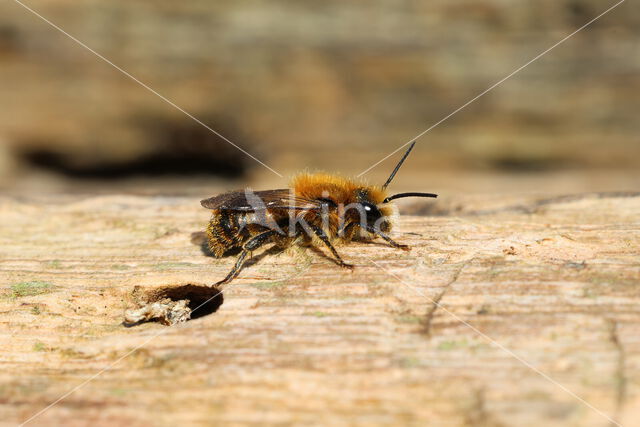 kauwende/zwartbronzen houtmetselbij (osmia leaiana)