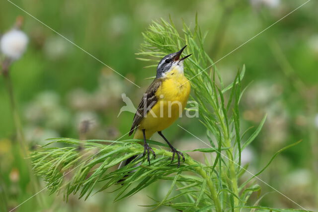 Gele Kwikstaart (Motacilla flava)