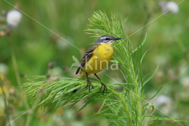 Gele Kwikstaart (Motacilla flava)