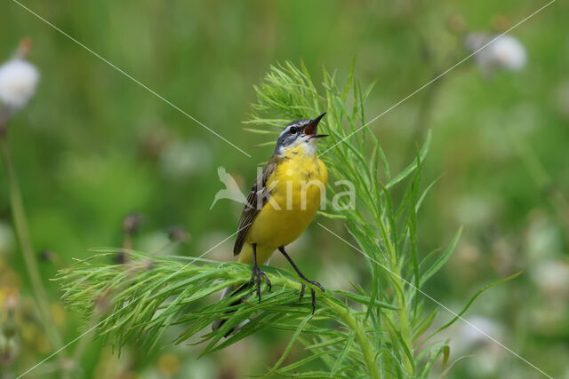 Gele Kwikstaart (Motacilla flava)