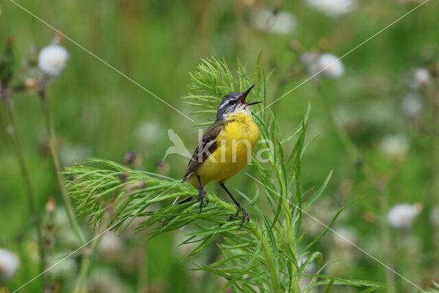 Gele Kwikstaart (Motacilla flava)