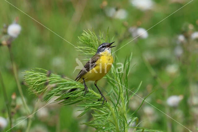 Gele Kwikstaart (Motacilla flava)